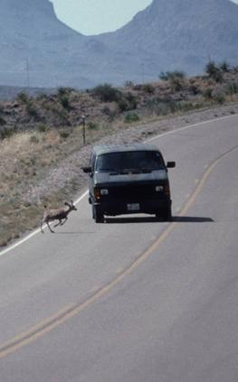 This picture, taken from the right side of the road, shows a late-model van swerving toward the center of the road trying to miss a deer that has jumped in front of it.