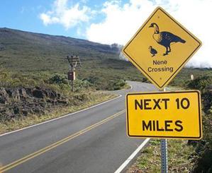 This is a picture of a yellow diamond sign with black lettering and a yellow rectangular placard underneath it. The yellow diamond shows an adult nene with a chick and states “Nene Crossing.” The placard reads “NEXT 10 MILES.”