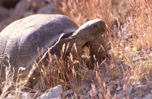This is a picture of a desert tortoise walking through short grass and rocky soil.