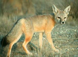 This picture shows a kit fox looking at the photographer while walking on arid land.