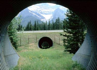 This picture is taken from inside a culvert looking toward another culvert running under the highway. Between the two culverts is a fence that directs animals away from the highway median.