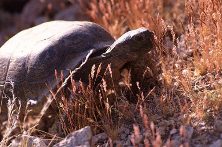 This is a picture of a desert tortoise walking through short grass and rocky soil, taken at close range.