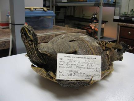 This picture shows a turtle specimen on a table that was killed by a vehicle. The specimen has a tag with handwritten information about the type of species and where it was found. 