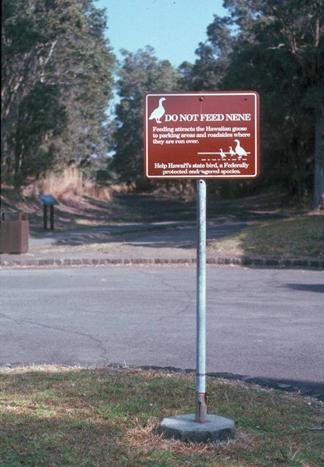 This is a picture of a rectangular brown sign with white lettering. The sign has a silhouette of a nene and Do Not Feed the Nene. The text below states that Feeding attracts the Hawaiian goose to parking areas and roadsides where they are run over.