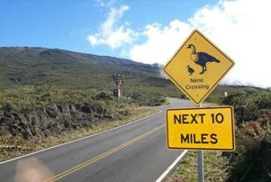 This is a picture of a yellow diamond sign with black lettering and a yellow rectangular placard underneath it. The yellow diamond shows an adult nene with a chick and states Nene Crossing. The placard reads NEXT 10 MILES.