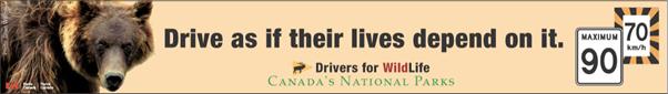 This is a picture of a bumper sticker that has a bear on the left side, the words “Drive as if their lives depend on it” in the middle, and a speed limit sign on the right side. In the middle in smaller text are the words “drivers for wildlife” and “Canada National Parks.”