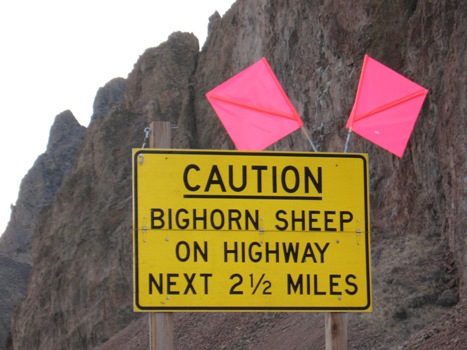  Figure 35. Photo. Large enhanced warning sign for bighorn sheep along State Highway 75 in Idaho (photo: Marcel Huijser, WTI). This is a picture of a rectangular warning sign. The sign is yellow with black letters. The sign also has two red flags on top. The sign reads “CAUTION BIGHORN SHEEP ON HIGHWAY NEXT 2 ½ MILES.”