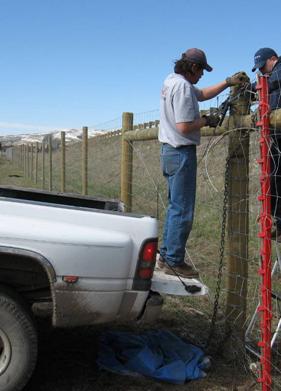 Photograph showing two Montana Department of Transportation employees erecting a 2.4 m (8 ft) fence along Interstate 90 near   Bozeman,  Montana. The men are on each side of the fence tying two ends together. In order to reach the top of the fence, one man is on a stepladder and the other is standing in the open bed of a pickup truck, which is backed up to the fence. The highway is not visible in this picture.