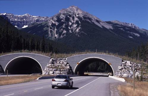 This picture shows a vegetated and fenced overpass extending over a four-lane roadway with a median. 