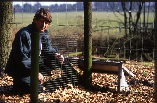 This picture shows a man crouching hear an apparatus at the bottom of a deer proof fence. A roughly 0.61-m (2-ft) square piece of wire mesh is placed perpendicular to the fence, creating a corner. In the bottom of the deer-proof fence at this corner is an opening about 0.305-m (1-ft) square. This opening is covered by a gate that swings one way.