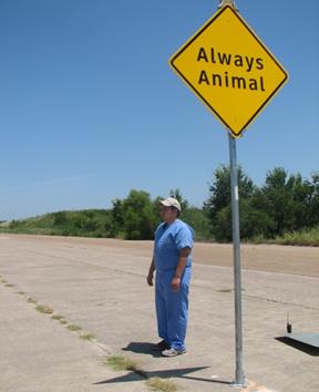 Figure 52. Photo. Pedestrian on course. An example of the pedestrian used in the study is shown in position on the closed course behind a sign post. The pedestrian is dressed in blue scrubs with a baseball cap.