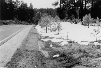 Figure 10. Typical Roadway with Roadside Hazard Rating Equal to 3. This picture depicts a two-lane road with a shoulder approximately 5 feet in width and a sideslope about 1:3 or 1:4 with small trees on the roadside.