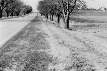 Figure 12. Typical Roadway with Roadside Hazard Rating Equal to 5. This picture shows a two-lane road with a fairly narrow clear zone sloping into a ditch in which a row of trees is standing.