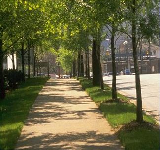 Picture shows sidewalk lined with trees on both sides with dappled sunlight through the trees.