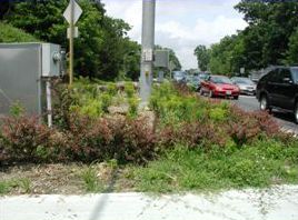 The picture is of a crossing triangle at the end of a crosswalk. It has a call button for the crosswalk, but the triangle is overgrown with wild plants and brambles.