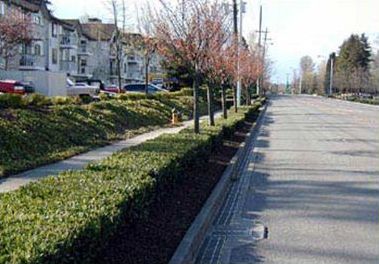 This slide has two pictures to illustrate examples of landscaping used to separate the street from the sidewalk. In the picture on the left, a solid hedge with intermittent trees is used to provide a continuous buffer between the sidewalk and the street. In the picture on the right, grass with periodic palm trees is used in this buffer space.