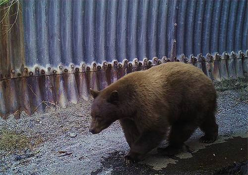 This photo shows a large bear walking through a corrugated metal pipe used as a wildlife crossing.