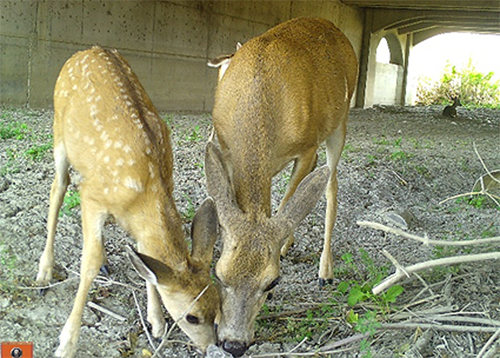 This photo shows two deer standing side-by-side under a bridge nibbling at some grass on the ground. A third deer is under the bridge in the background.