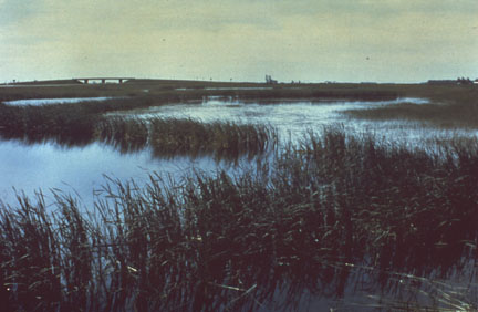 Wetlands