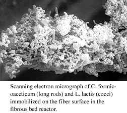 Electron micrograph of C.
