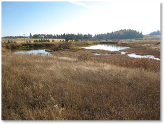 Photo of a field with ponds.