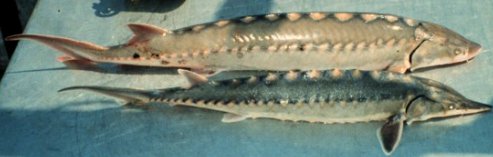 Juvenile Atlantic Sturgeon (forground) juvenile shortnose sturgeon (background)