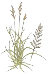 Reed Canary Grass 