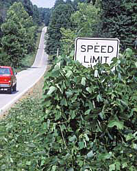Photo of roadside of two lane road with kudzu covering half of a speed limit sign