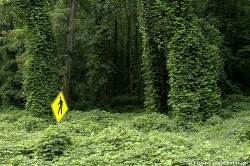 Photo of roadside covered with kudzu with pedestrian crossing sign