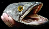 Photo of a snakehead fish held in a person’s hand. The snakehead’s mouth is open and its sharp teeth are clearly shown