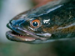 Close-up photo of a snakehead fish’s head.