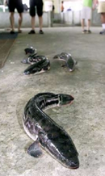 Photo of four snakehead fish swimming and crawling in very shallow water. Most of their bodies are out of the water