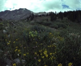 Photo of field filled with wildflowers in front of a mountain