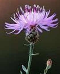 A photo of Spotted knapweed. The plant has a purple flower with long thin petals loosely fanning out into a half-sphere shape above a green base and stem with a few small leaves. 