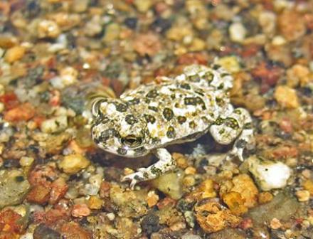 Photo of a juvenile arroyo toad. (Photo by Chris Brown, USGS.)