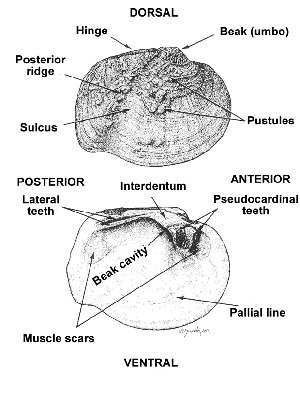 The top illustration shows an exterior aspect of a right shell or valve. The bottom figure shows the internal aspect of a left shell or valve.