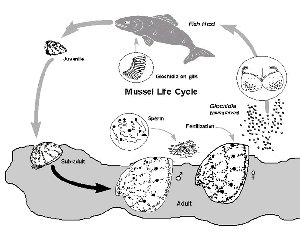 This diagram shows the life history of a freshwater (unionid) mussel. Source: Freshwater Mussels of Iowa, 2002, life cycle diagram: Mississippi River, Lower St. Croix Team, Wisconsin Dept. Natural Resources.