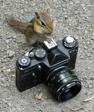 Caption: Photo of chipmunk standing behind a camera that has been placed on the ground as though he is getting ready to take a photo. 