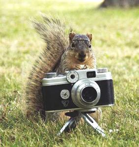 Caption: Photo of squirrel standing behind a camera placed on a tiny tri-pod. Photos taken by Scott Alan Johnson. Used with permission. 