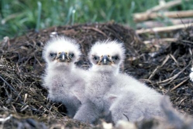 Caption: Photo of bald eagle chicks sitting in their nest. (U.S. Fish and Wildlife Service)