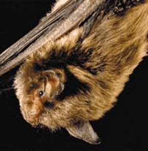 The Indiana bat is an endangered species.  (U.S. Fish and Wildlife Service photo)