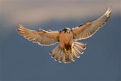Photo of a lanner falcon (Falco biarmicus) in the air with wings spread.