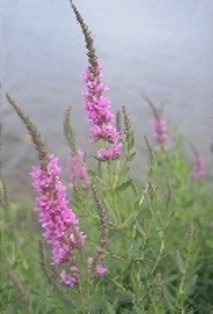 Matrix of photos of a variety of ten roadside invasives to watch for. 