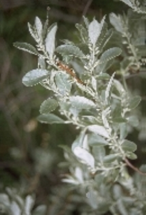 Matrix of photos of a variety of ten roadside invasives to watch for. 