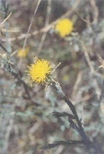 Matrix of photos of a variety of ten roadside invasives to watch for. 