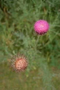 Matrix of photos of a variety of ten roadside invasives to watch for. 