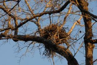 Photo of eagle’s nest in the branches of a tree.