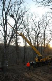 Photo of a crane reaching toward the eagle’s nest in the tree.