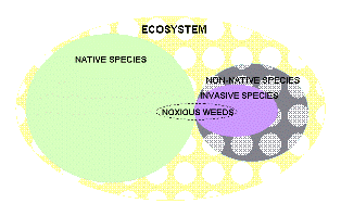 Graphic representation of native and non-native versus invasive species in an ecosystem