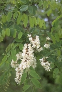 Matrix of photos of a variety of ten roadside invasives to watch for. 